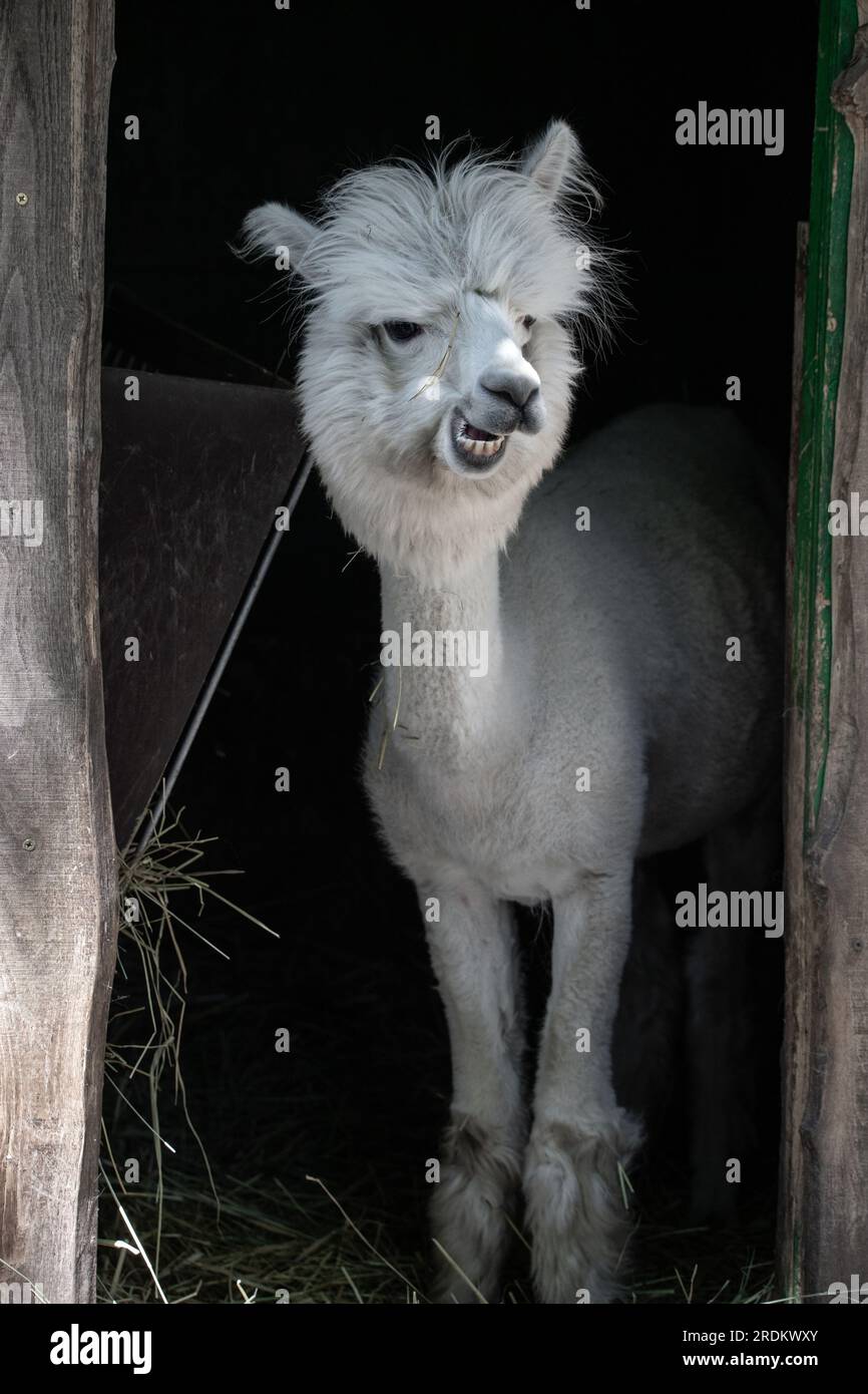 Drôle d'alpaga souriant blanc le fond noir. Animal mignon, Pérou, campelmus sud-américain Banque D'Images