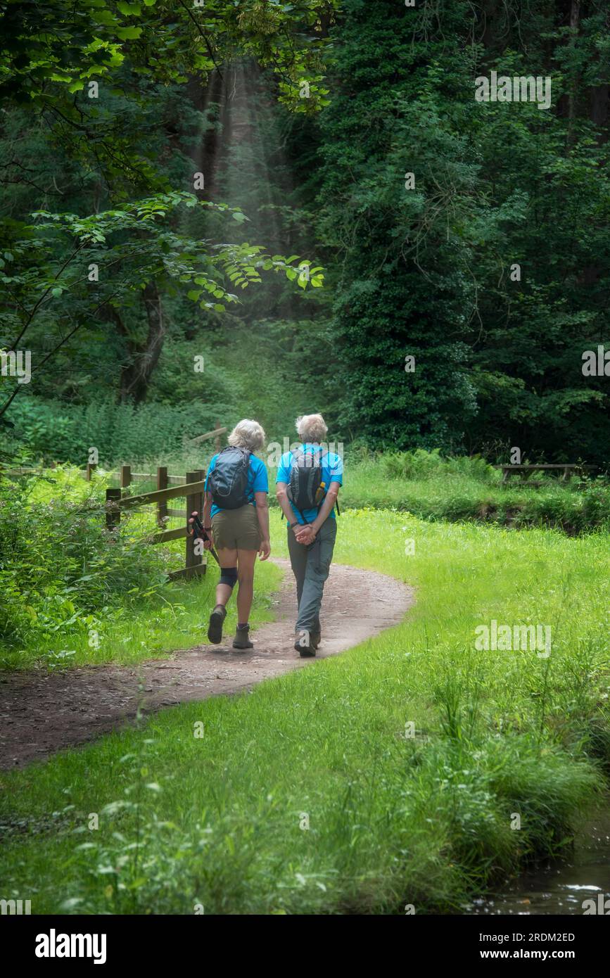 Sentier pédestre pour les randonneurs seniors. Vue de derrière. Banque D'Images