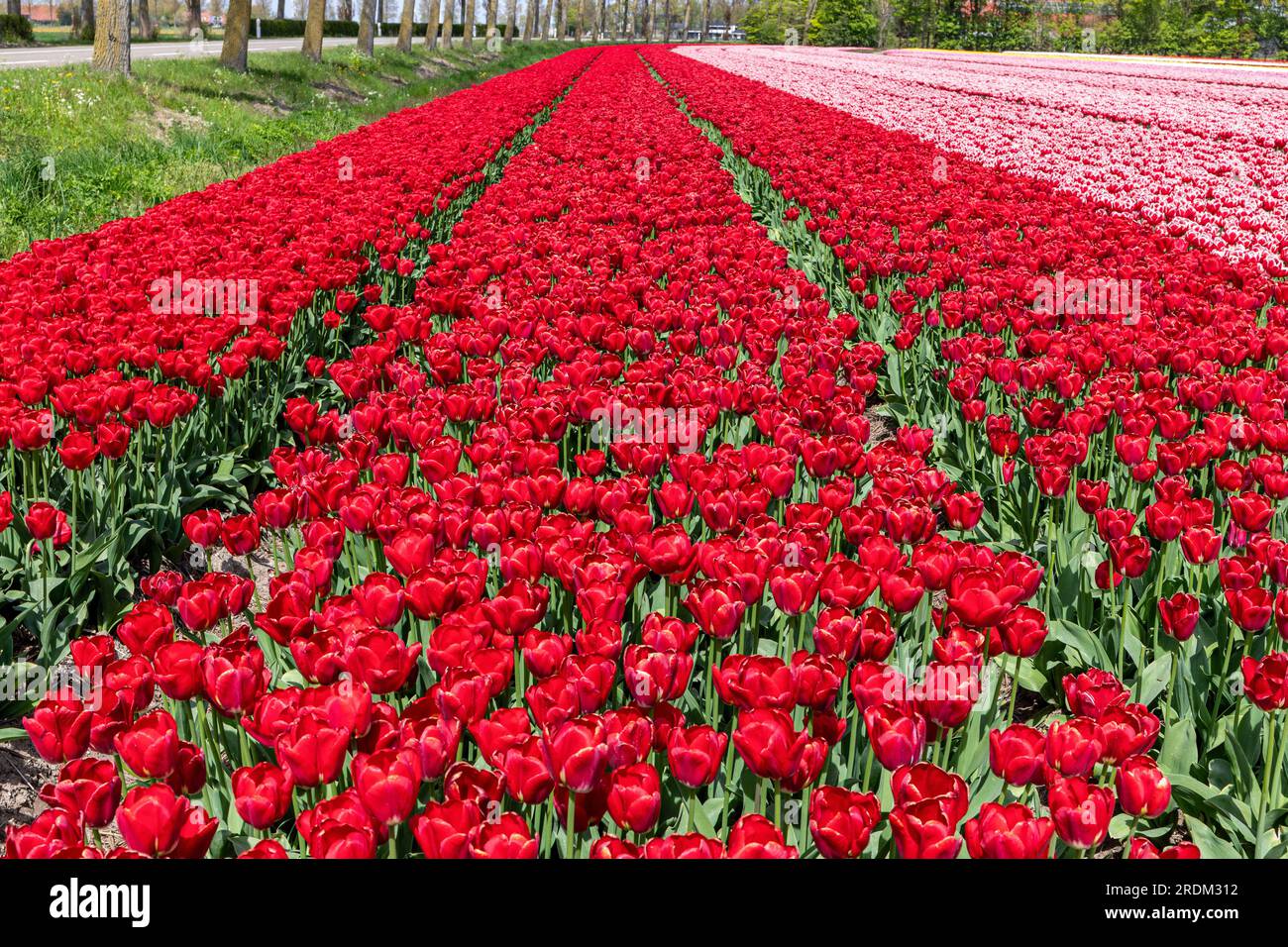 Tulipes rouges des champs Banque de photographies et d’images à haute ...