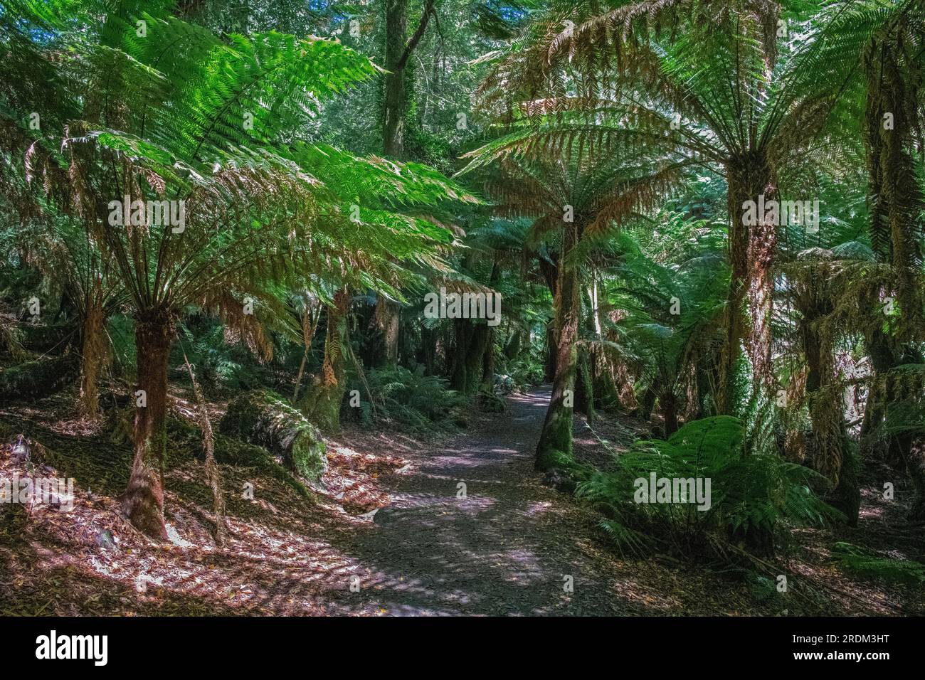 Fougères géantes avec piste menant à St Columba Falls East Coast Tasmanie Australie Banque D'Images