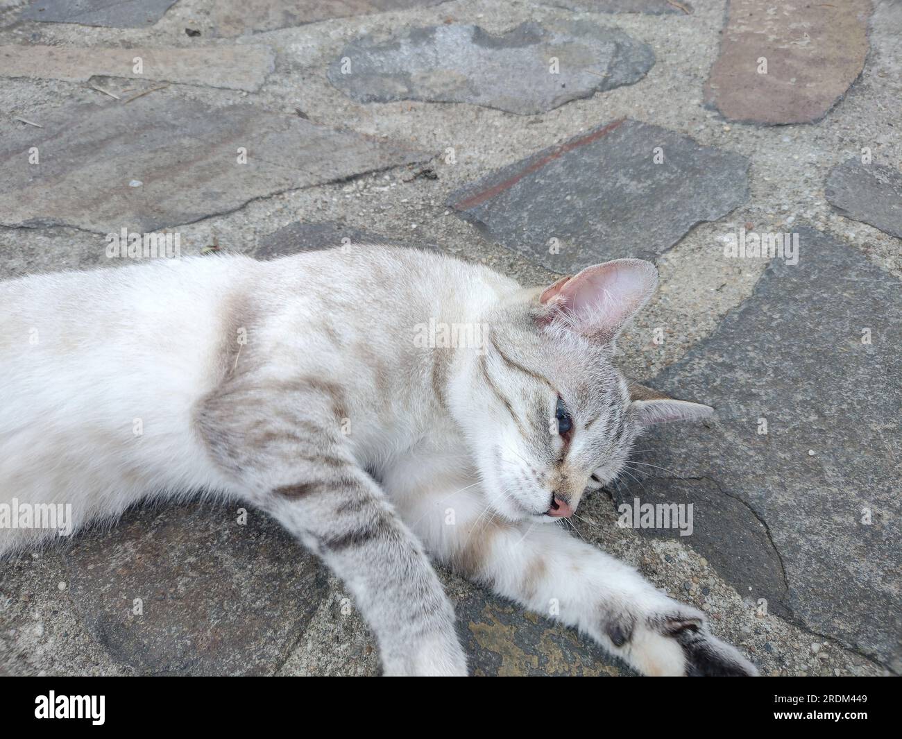 Un chat est assis sur le trottoir Banque D'Images