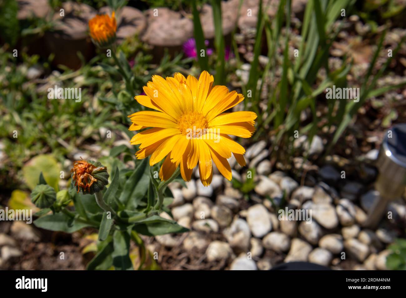 Pot de souci dans un jardin de maison Banque D'Images