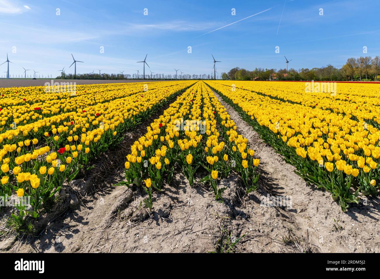 Champ aux tulipes Triumph jaunes (variété «Strong Gold») à Flevoland, pays-Bas Banque D'Images