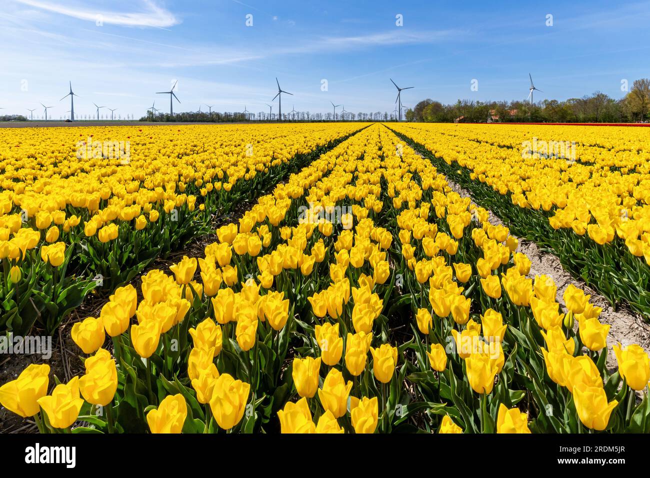 Champ aux tulipes Triumph jaunes (variété «Strong Gold») à Flevoland, pays-Bas Banque D'Images