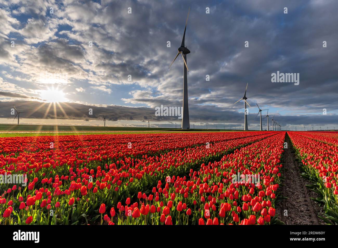 Champ aux tulipes Triumph rouges et jaunes (variété «Verandi») à Flevoland, pays-Bas Banque D'Images
