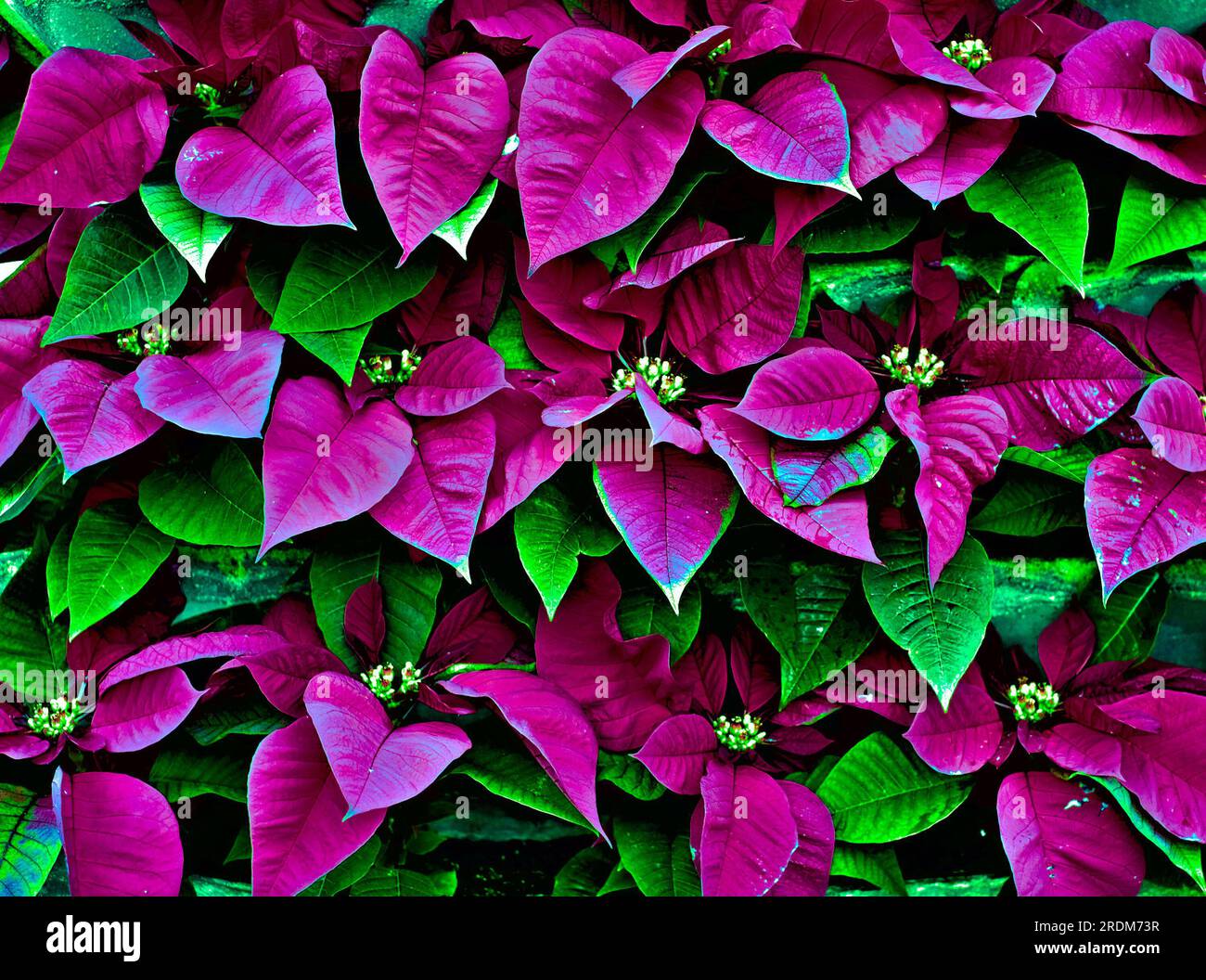 Feuilles et fleurs colorées et vibrantes (Euphorbia pulcherrima), image aux tons divisés, matériel pour la conception graphique à utiliser dans les fonds floraux de Noël Banque D'Images