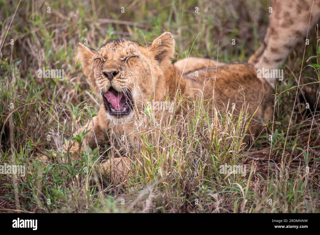 Mignons petits lions petits oursons sur safari dans la steppe de l'Afrique jouant et se reposant. Gros chat dans la savane. Le monde animal sauvage du Kenya. Photographie animalière o Banque D'Images