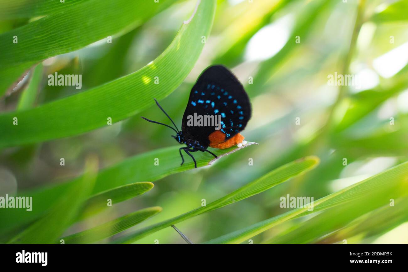 Femelle papillon Atala pondant des œufs sur sa plante hôte, le palmier coontie Banque D'Images Femelle papillon Atala pondant des œufs sur sa plante hôte, le palmier coontie Banque D'Images