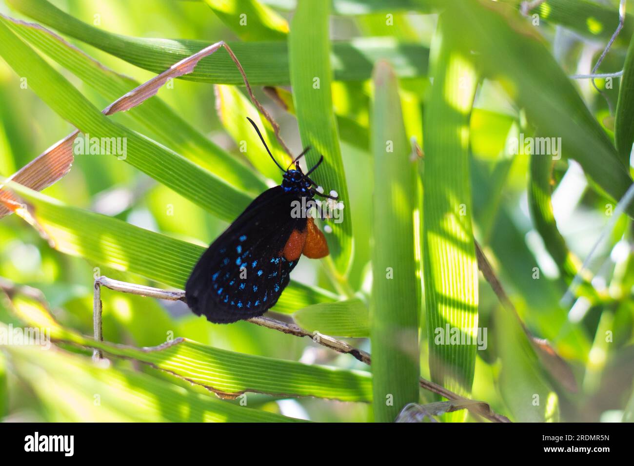 Femelle papillon Atala pondant des œufs sur sa plante hôte, le palmier coontie Banque D'Images Femelle papillon Atala pondant des œufs sur sa plante hôte, le palmier coontie Banque D'Images