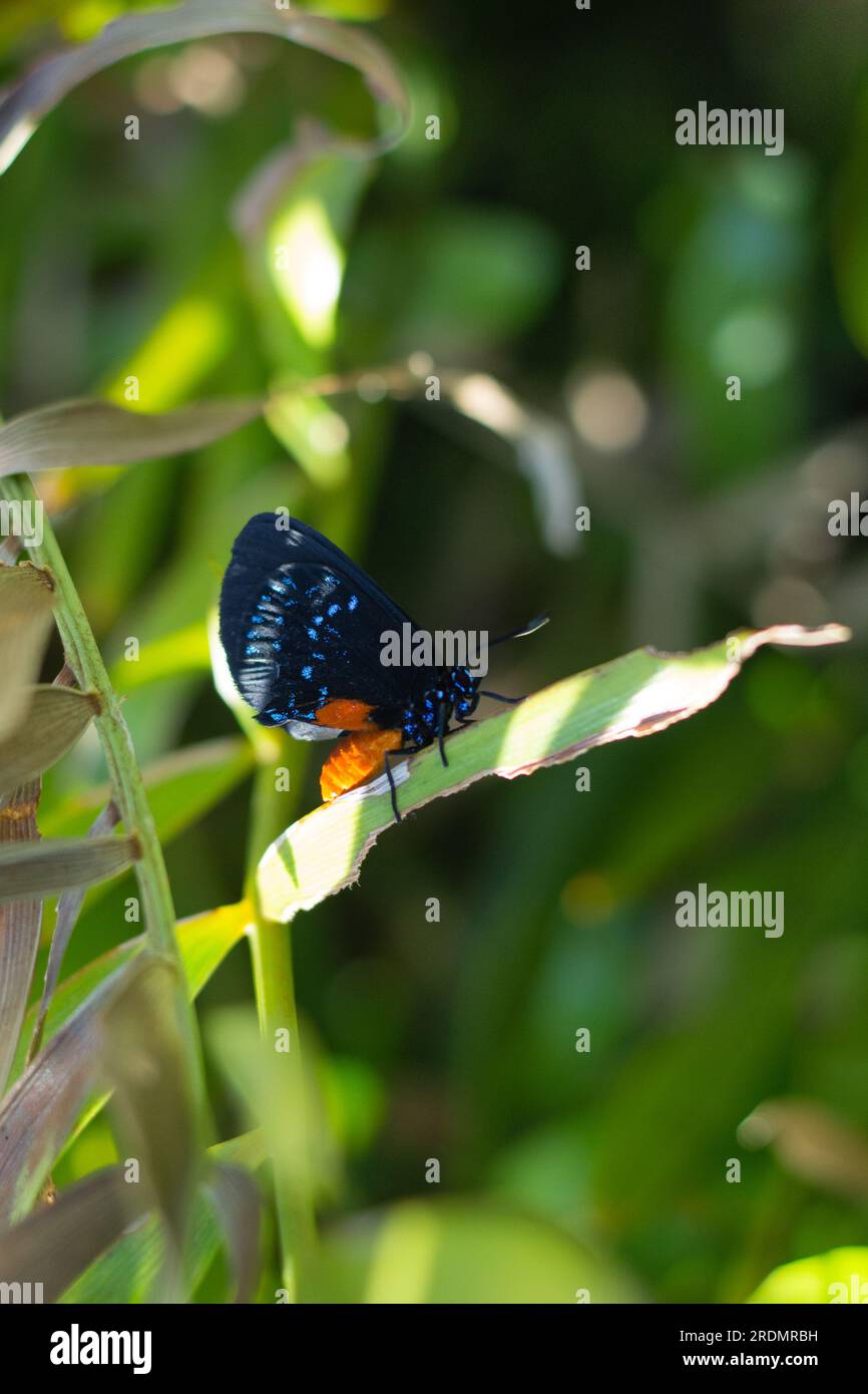 Rare papillon Atala reposant sur sa plante hôte, le palmier coontie. Banque D'Images Rare papillon Atala reposant sur sa plante hôte, le palmier coontie. Banque D'Images