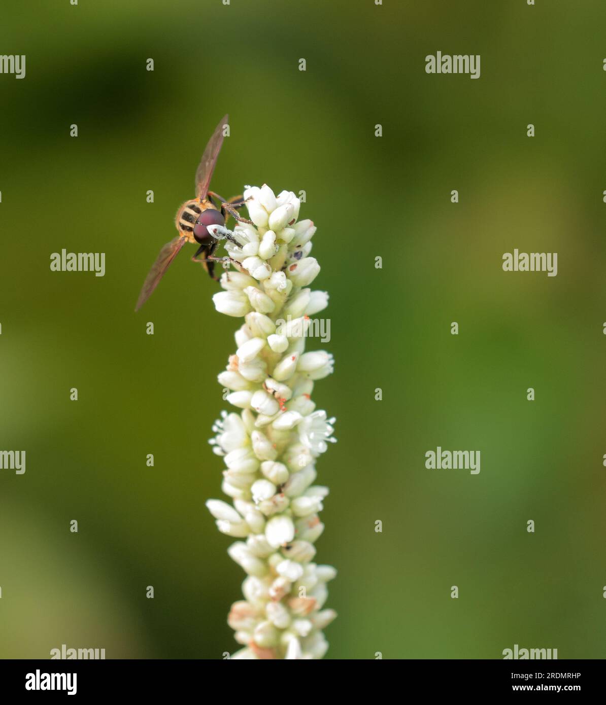 Abeille sur une fleur.cette photo a été prise du Bangladesh. Banque D'Images