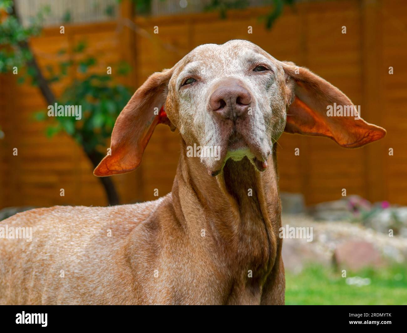 Chien Vizsla hongrois senior de 14 ans avec visage blanc Banque D'Images