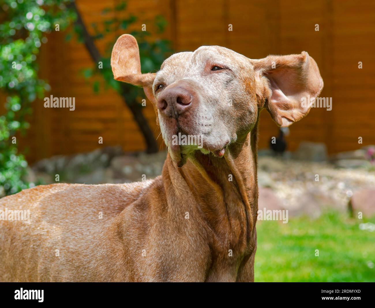 Chien Vizsla hongrois senior de 14 ans avec visage blanc Banque D'Images