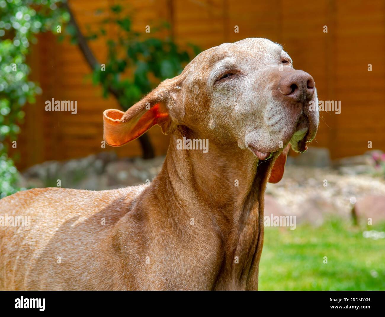 Chien Vizsla hongrois senior de 14 ans avec visage blanc Banque D'Images