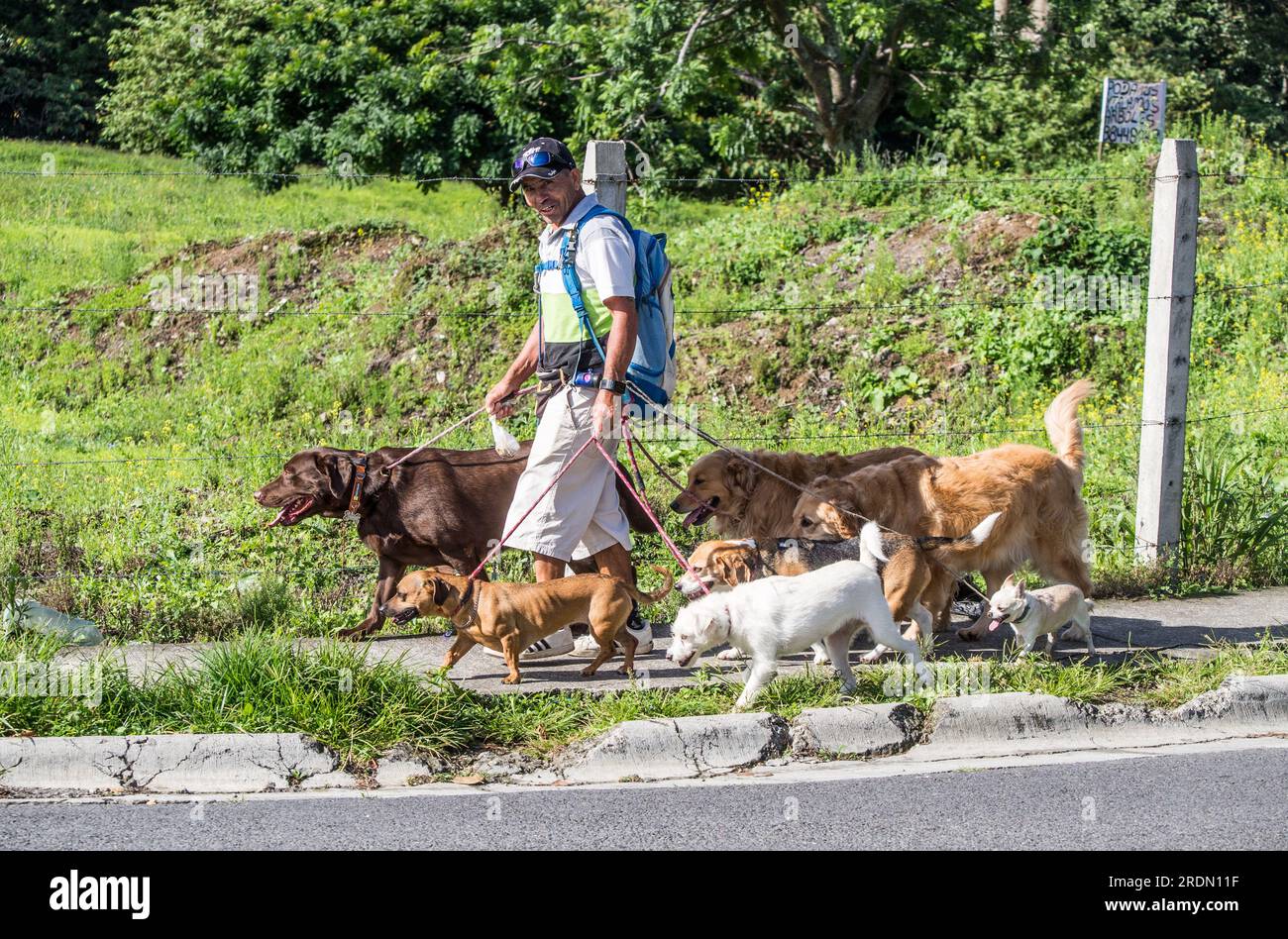Homme promenant sept chiens comme son travail quotidien à Tres Rios, Costa Rica. Banque D'Images