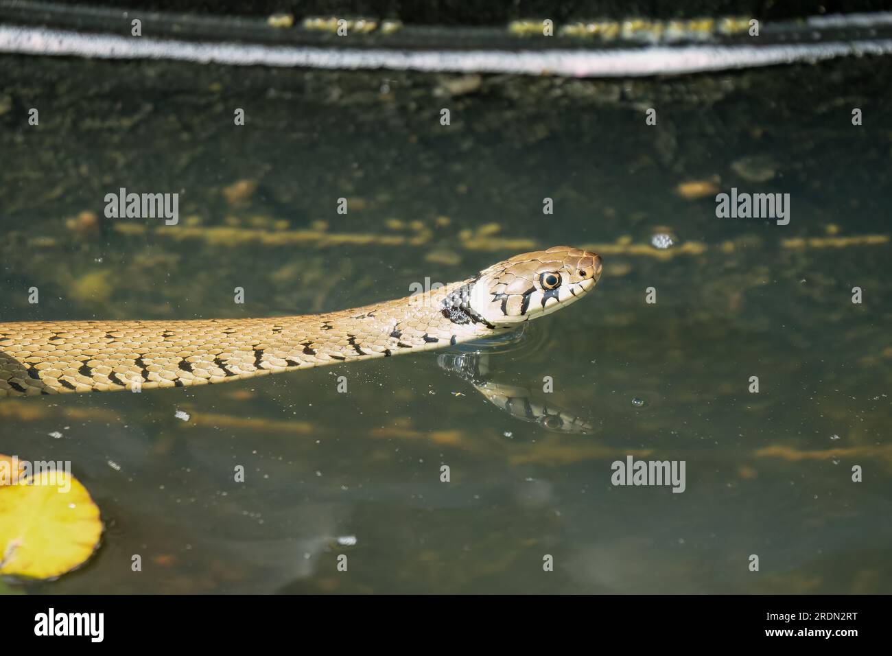 Gros plan d'un serpent d'herbe (Natrix helvetica, serpent annelé ou serpent d'eau) nageant dans un étang, Wiltshire UK Banque D'Images