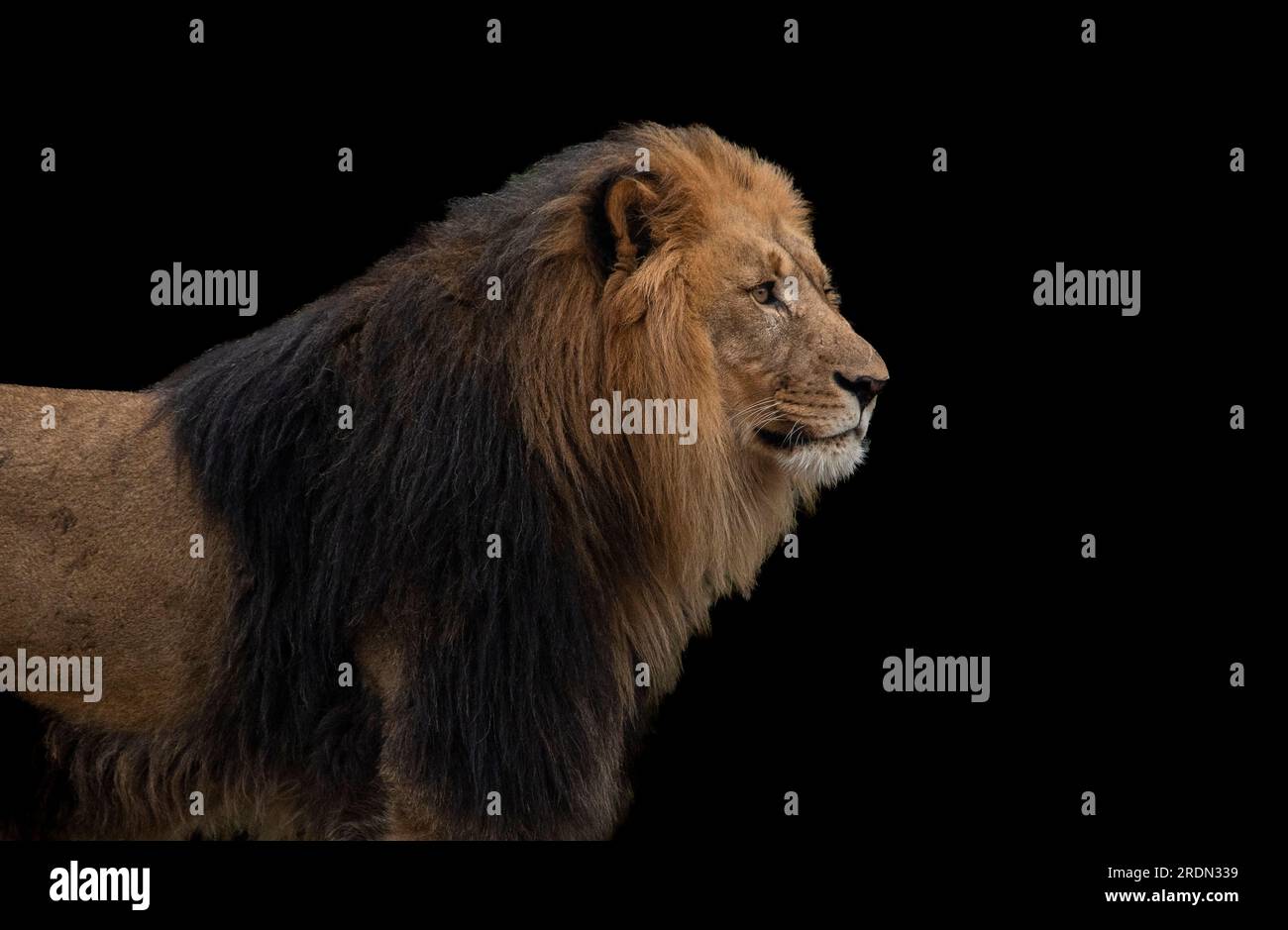 Portrait majestueux Lion sur fond noir Banque D'Images