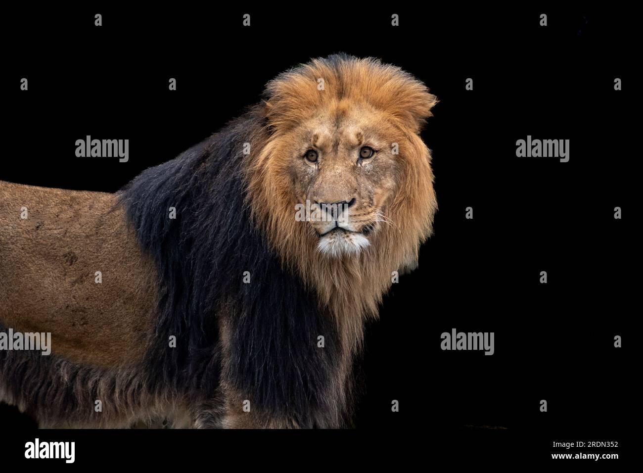 Portrait majestueux Lion sur fond noir Banque D'Images
