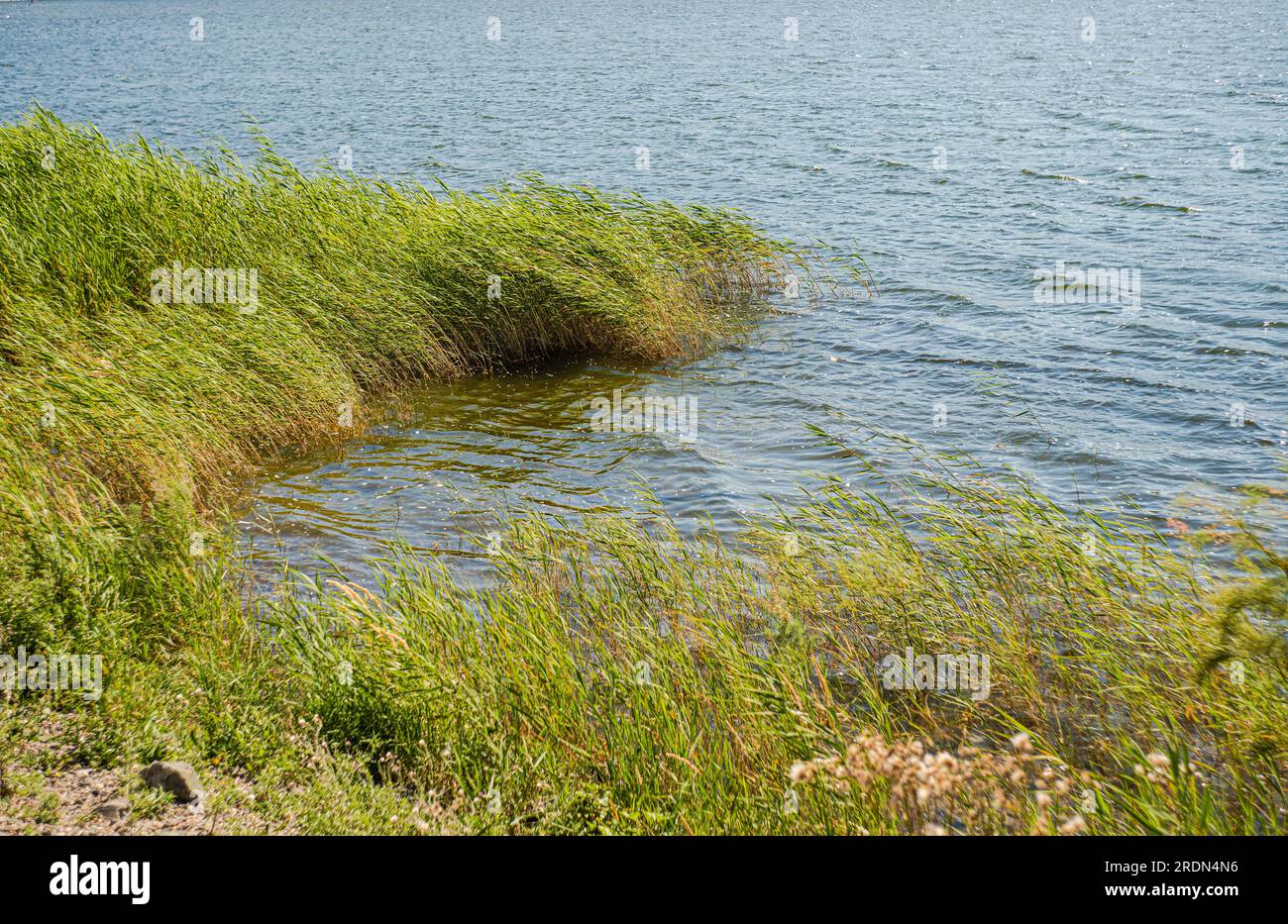 Feuilles vertes des plantes aquatiques dans le lac Banque D'Images