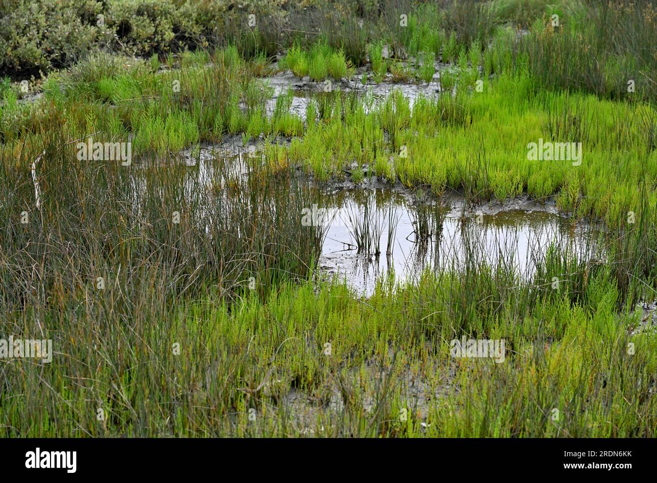 Plantes dans les marais salés de la réserve naturelle de la lagune d'Aveiro, une lagune côtière tempérée, Portugal Banque D'Images