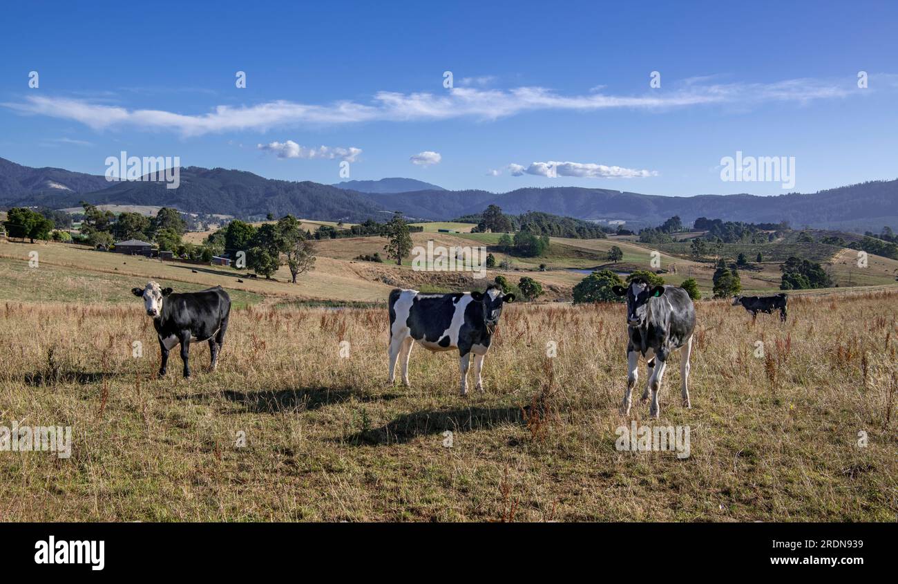 Bétail campagne rurale à la fin de la journée Sottsdale Tasmanie Australie Banque D'Images