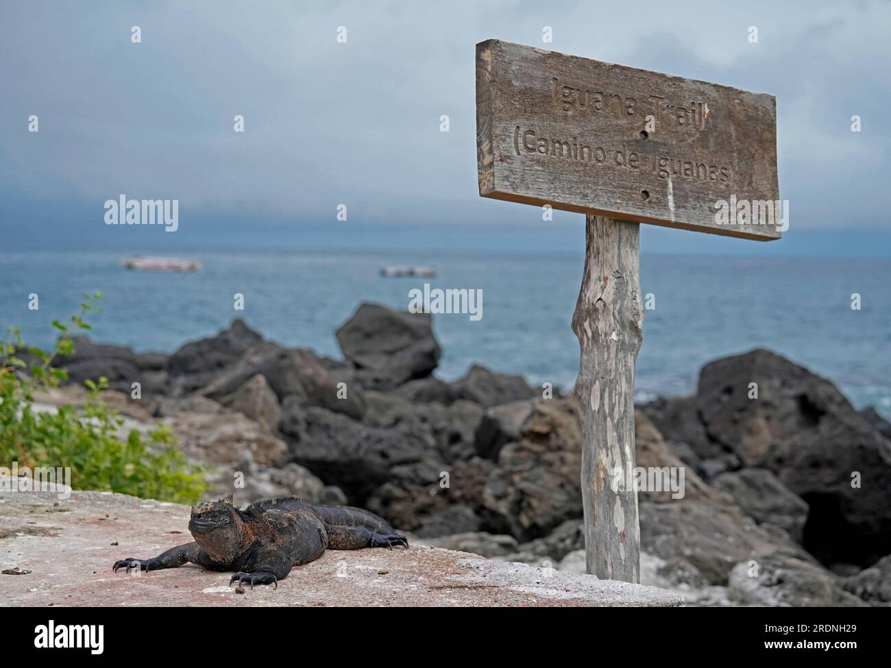 Iguane marin à côté d'un panneau en bois disant 'Iguana Trail' Floreana Island, Galapagos Banque D'Images