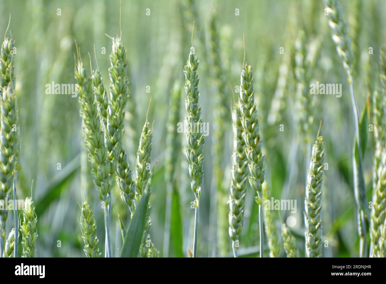 Sur un champ de ferme gros plan d'épillets de jeune blé vert Banque D'Images