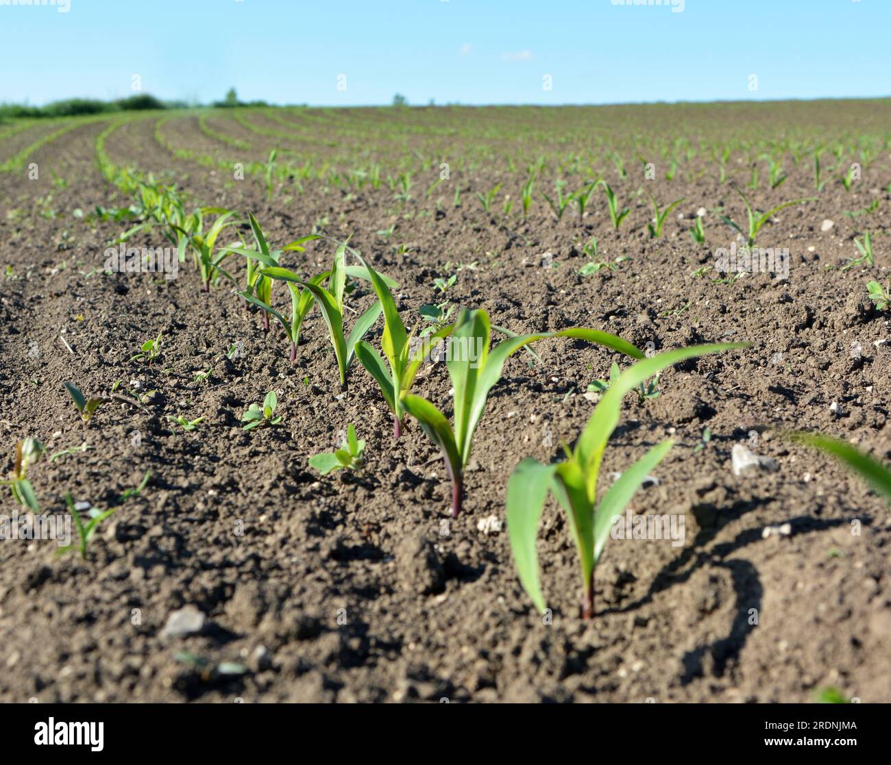 Dans le champ du fermier, il y a des rangées de jeunes plants de maïs. Banque D'Images