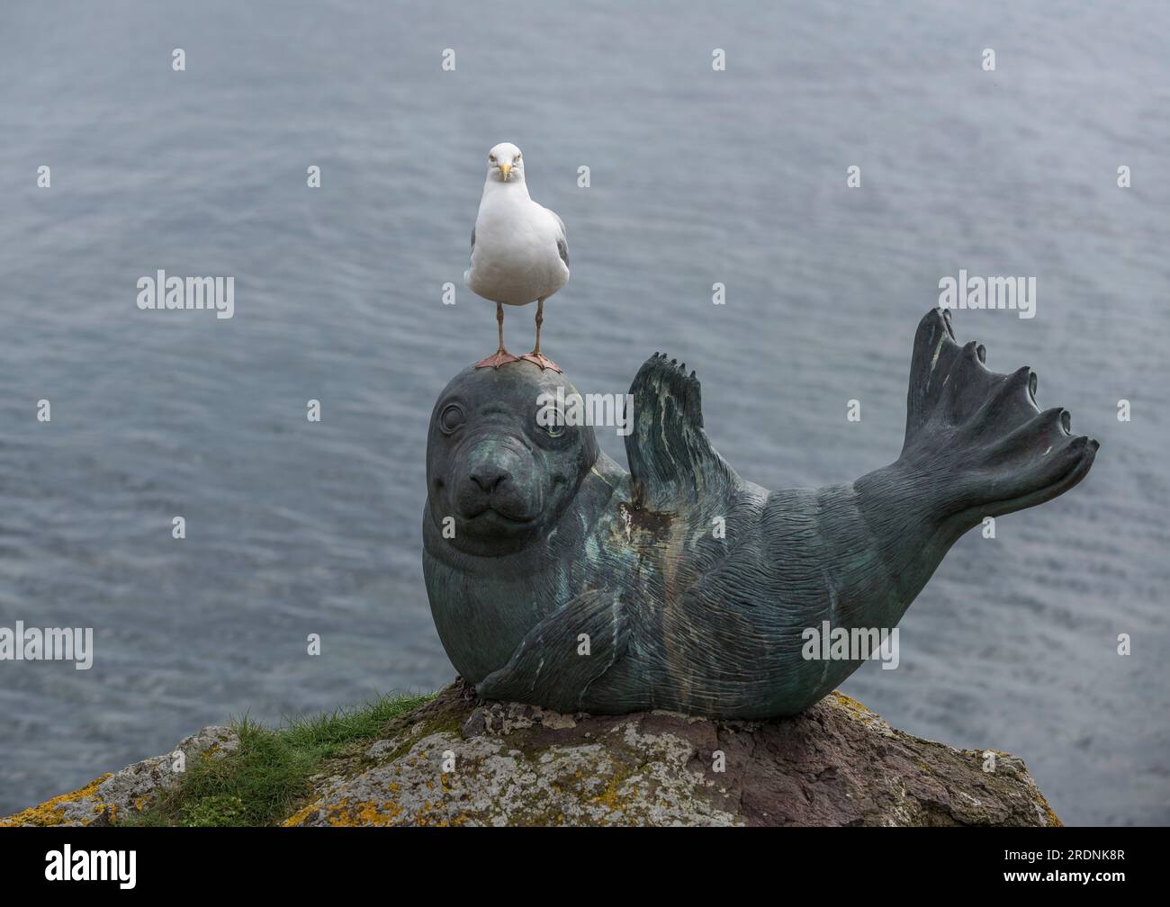 Statue en bronze d'un sceau de dessin animé souriant sur un rocher couvert de lichens dans le port de North Berwick avec une goéland hareng perchée sur sa tête regardant la caméra Banque D'Images