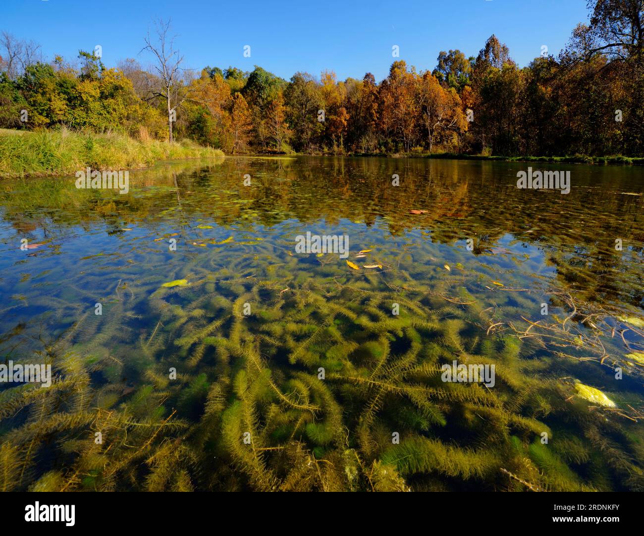Le mildiou eurasien (Myriophyllum spicatum) étouffe un petit lac alimenté par une source. Orientation paysage. Perspective profonde. Banque D'Images Le mildiou eurasien (Myriophyllum spicatum) étouffe un petit lac alimenté par une source. Orientation paysage. Perspective profonde. Banque D'Images