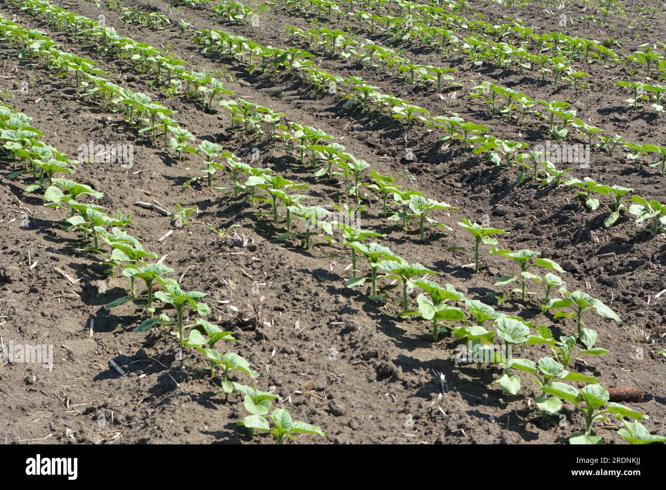 Au printemps, sur une ferme, le tournesol pousse. Banque D'Images