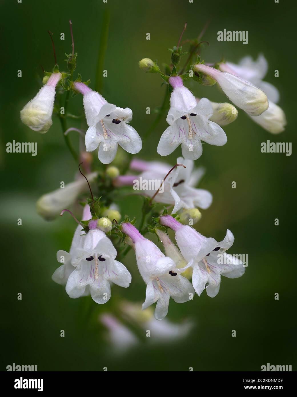 Fleurs violettes claires et blanches de Foxglove BeardTongue (Penstemon digitalis) sur un fond vert légèrement flou. Banque D'Images Fleurs violettes claires et blanches de Foxglove BeardTongue (Penstemon digitalis) sur un fond vert légèrement flou. Banque D'Images