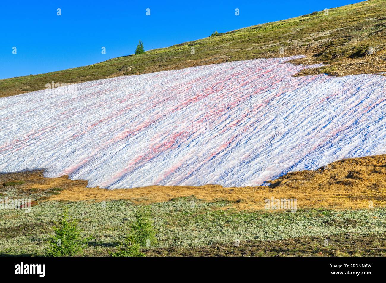 dérive de neige recouverte d'algues rouges sur le plat de chèvre dans la nature sauvage anaconda-pintler près d'anaconda, montana Banque D'Images