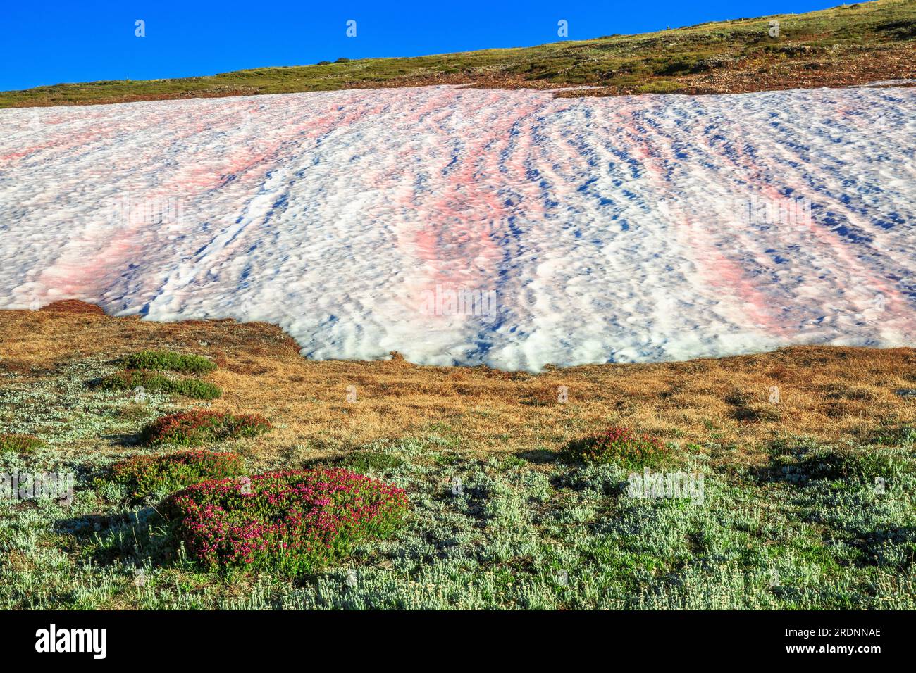 dérive de neige recouverte d'algues rouges sur le plat de chèvre dans la nature sauvage anaconda-pintler près d'anaconda, montana Banque D'Images