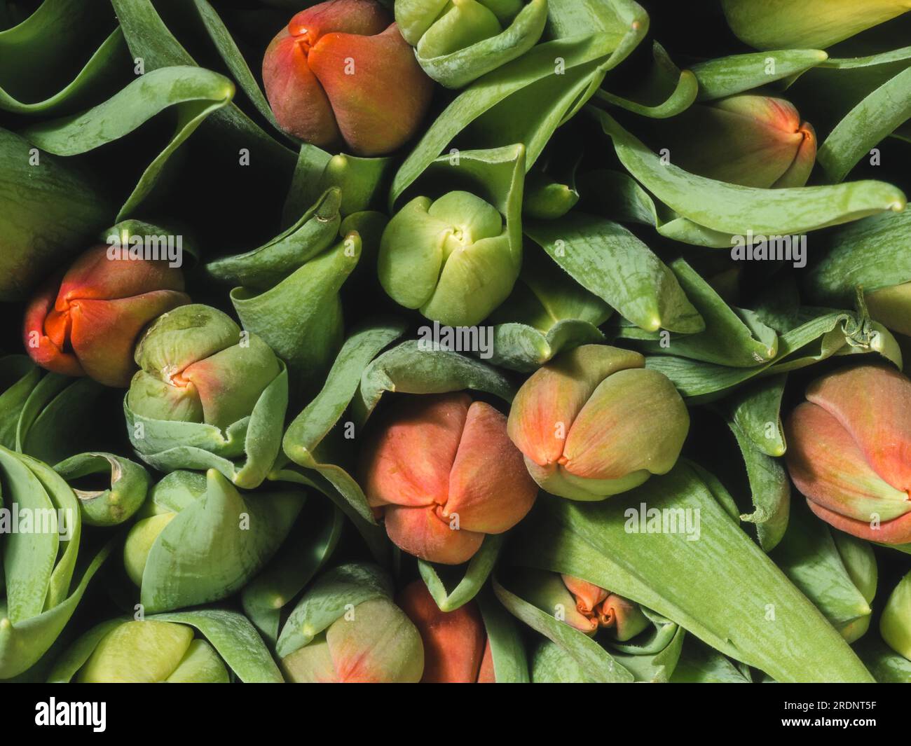 vue de dessus d'un bouquet de tulipes, les tulipes sont rouges et jaunes, les bourgeons sont fermés Banque D'Images