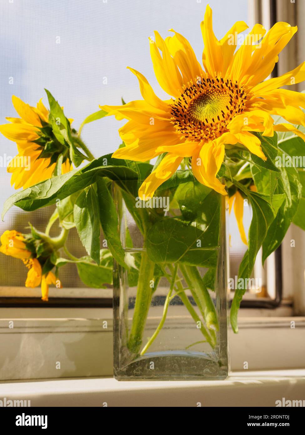 Un bouquet de jeunes tournesols dans un vase carré en verre sur le rebord de la fenêtre par la fenêtre ouverte. Journée ensoleillée, fenêtre à double vitrage avec anti-moustique n Banque D'Images