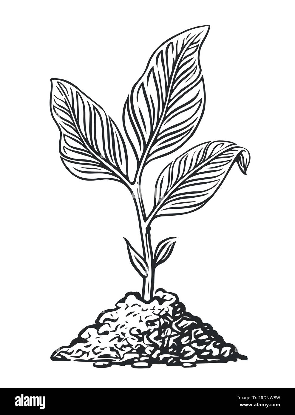 Germe poussant à partir du sol, illustration vectorielle d'esquisse. Croissance des plantes. Germination des graines, semis et plantation Illustration de Vecteur