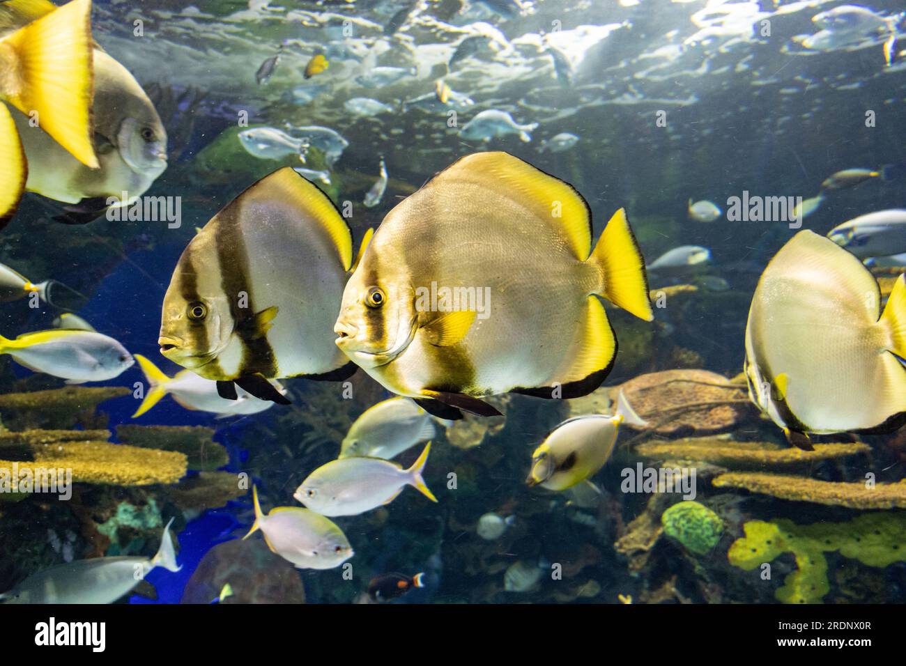 Aquarium plein de poissons tropicaux nageant autour Banque D'Images