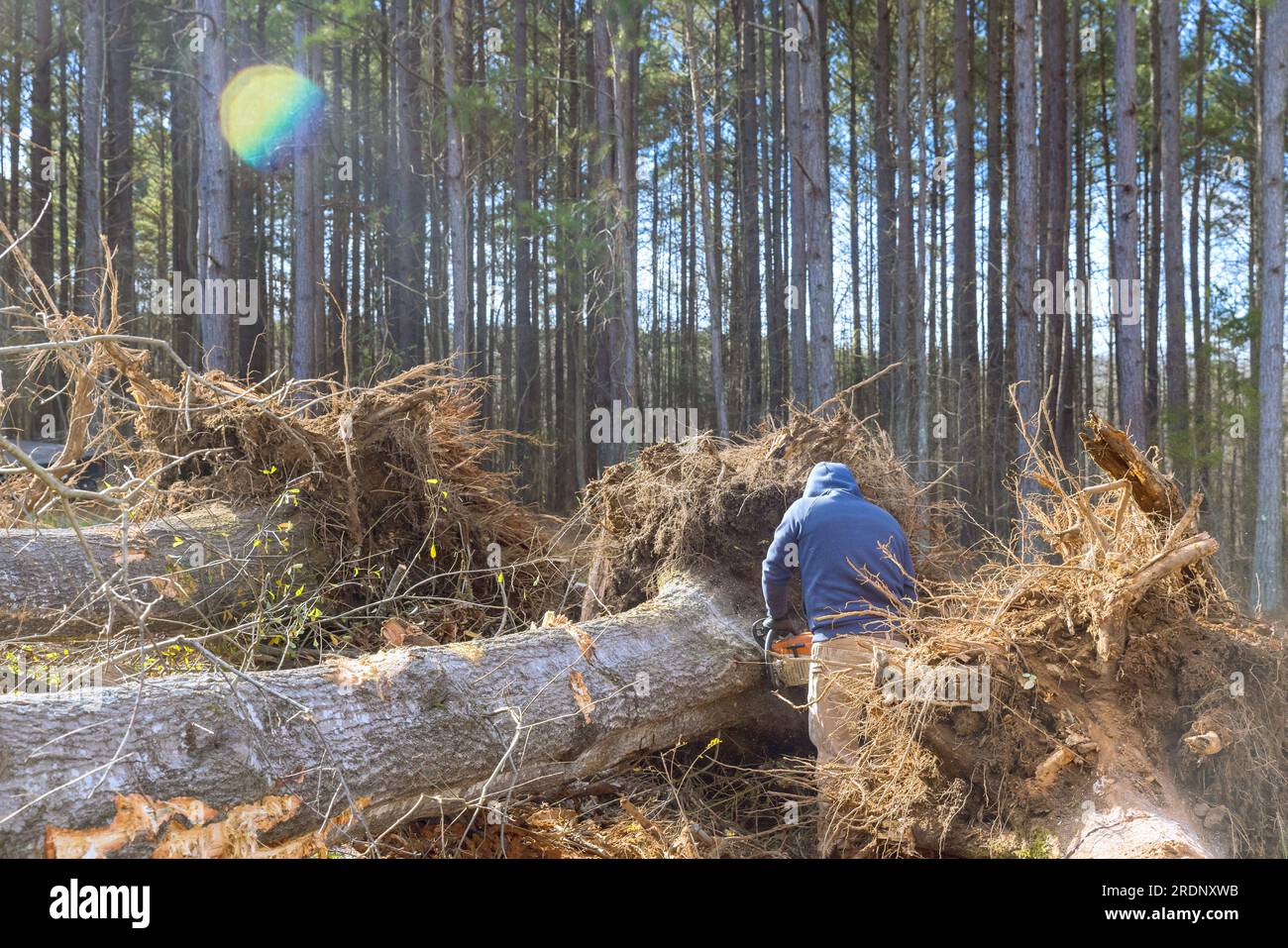 Travailleur municipal abattant les arbres tombés dans le parc après un ouragan Banque D'Images