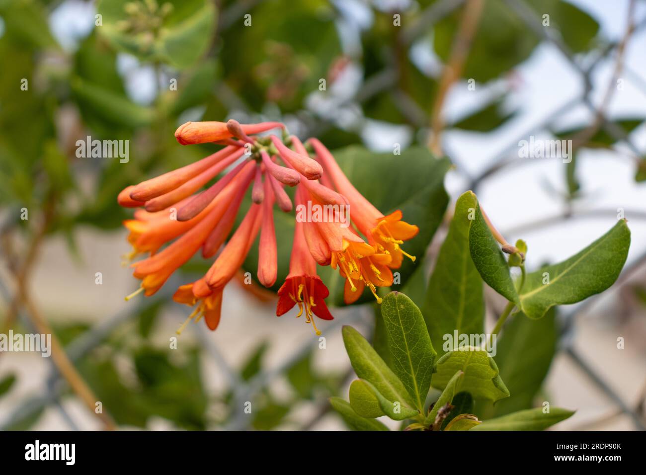 Fleurs tubulaires rouges avec des centres jaunes suspendus à une branche verte à feuilles - fond de feuille flou Banque D'Images