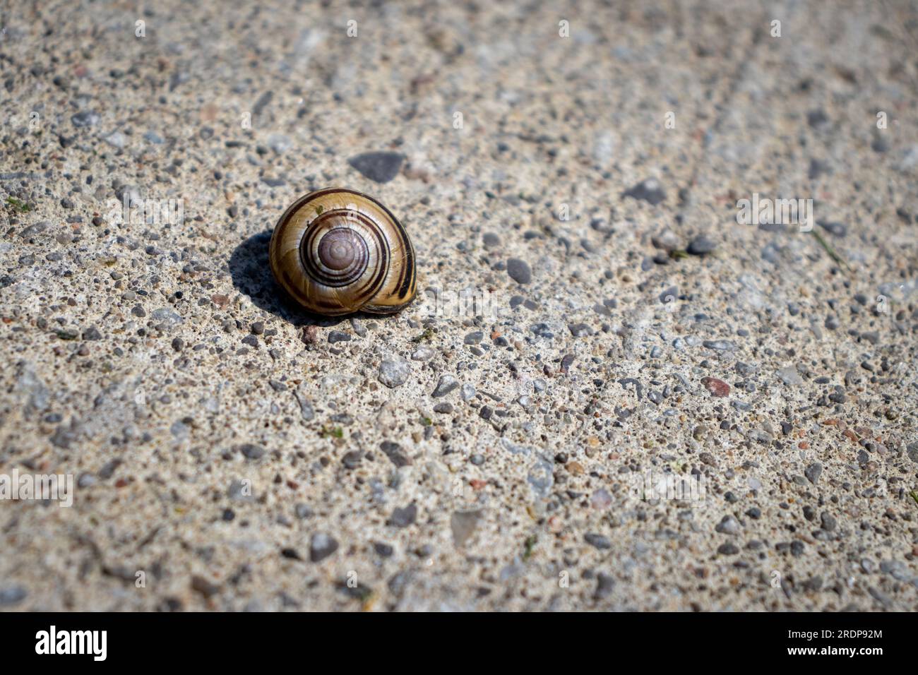 Petit escargot brun sur surface de béton gris - coquille en spirale et cailloux visibles - perspective de haut en bas et fond flou Banque D'Images