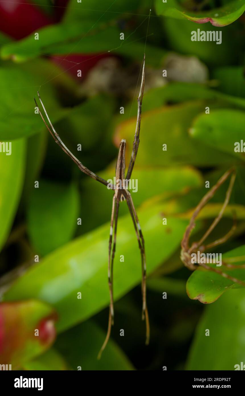 Rufous filet-casting Spider, Deinopsis surufa, peau de chute, exosquelette, mue, ecdysis, sauvage, Malanda, Australie. Banque D'Images