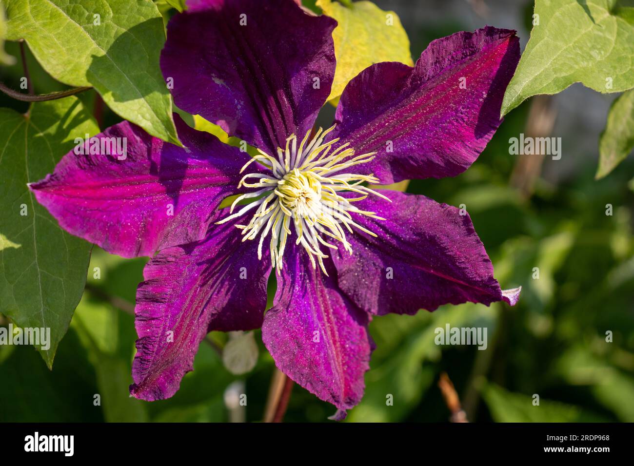 Fleur de clématite violette - gros plan avec centre blanc et jaune - feuilles vertes et fond flou Banque D'Images