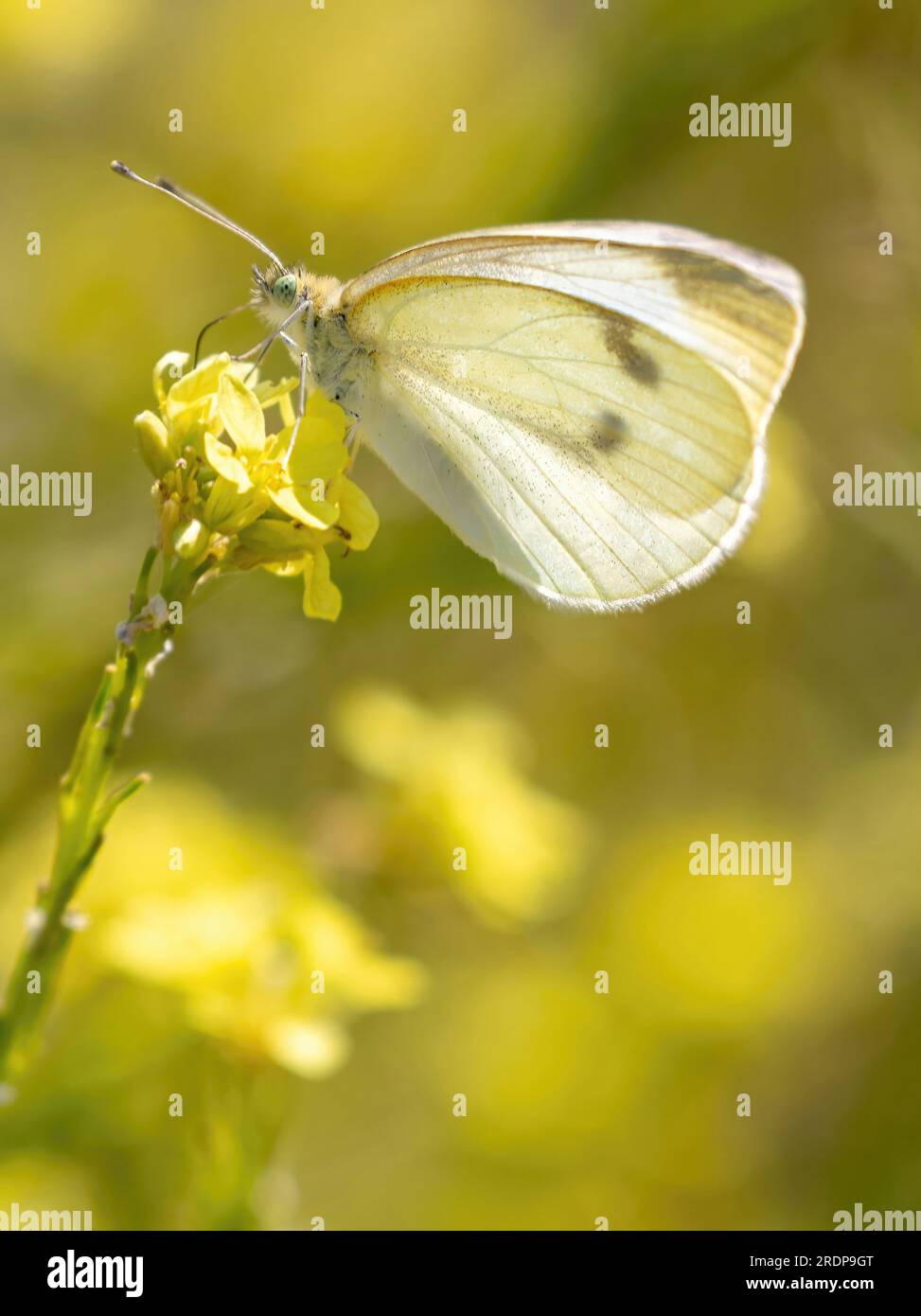 Chou blanc se nourrissant de fleur de moutarde. Palo Alto Baylands, comté de Santa Clara, Californie. Banque D'Images