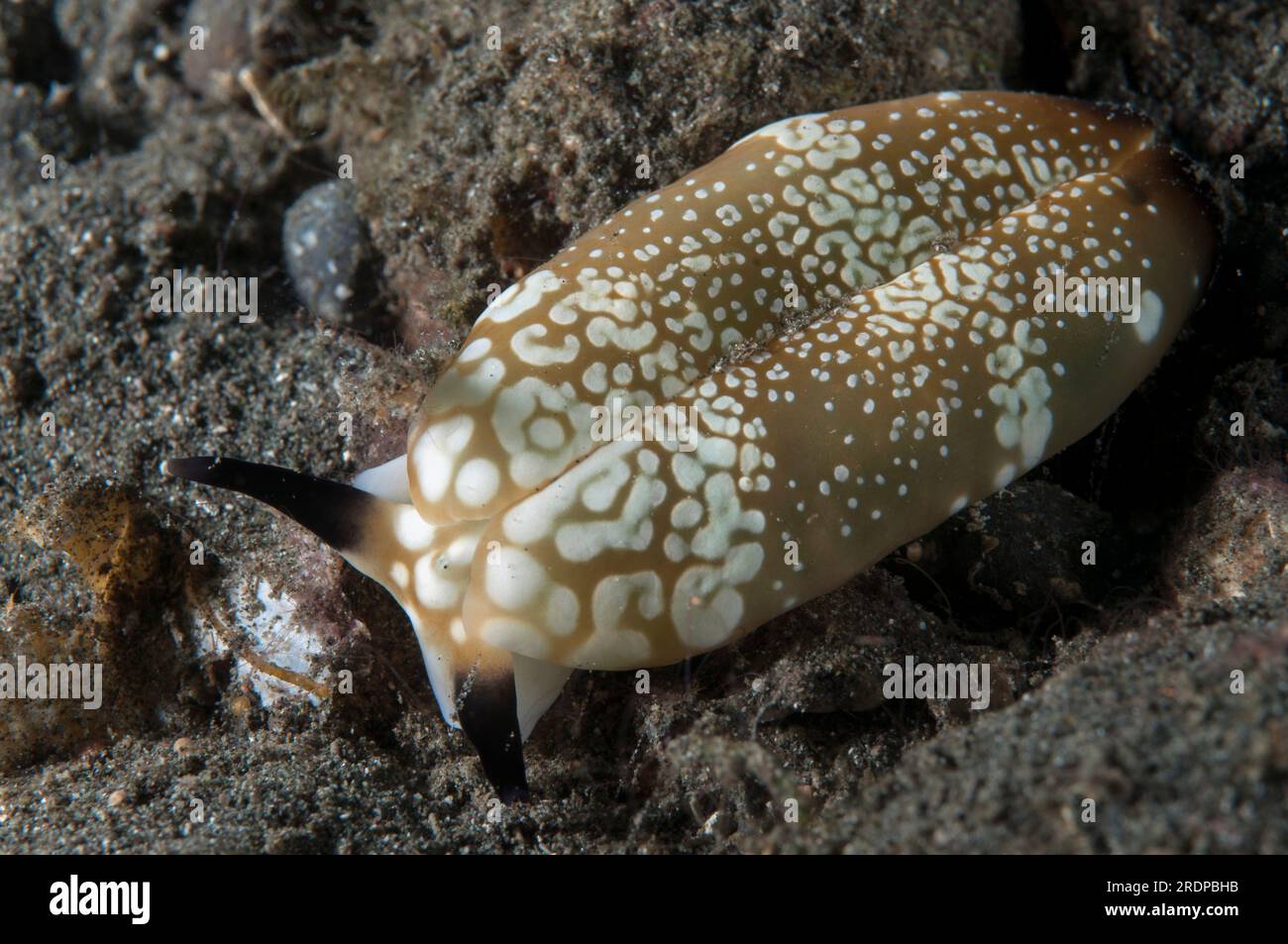 Limaces de Plakobranchus, Plakobranchus sp, site de plongée Happy Ending, île de Batanta, près de Sorong, Raja Ampat, Papouasie occidentale, Indonésie Banque D'Images