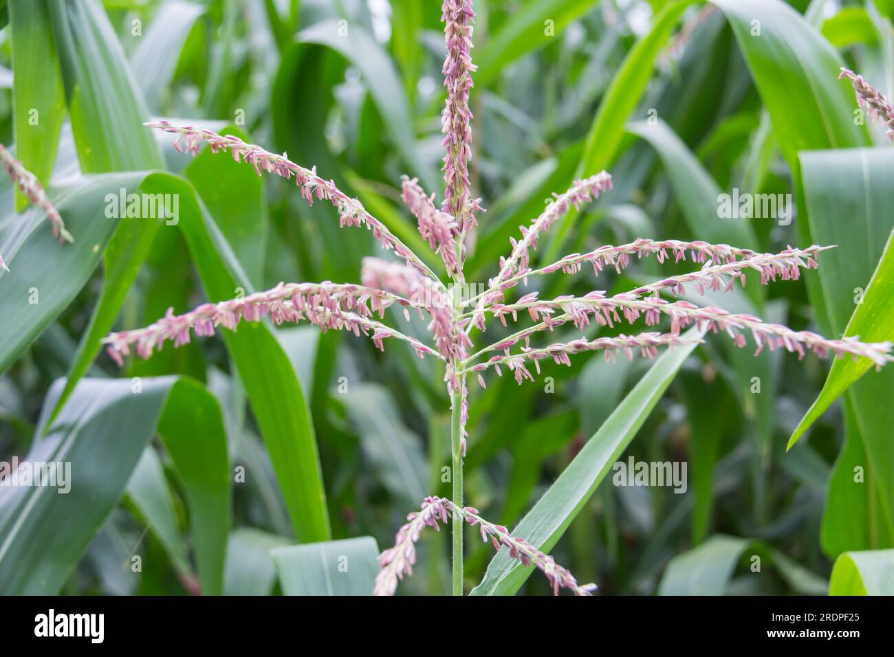 Fleur de maïs dans le jardin Banque D'Images