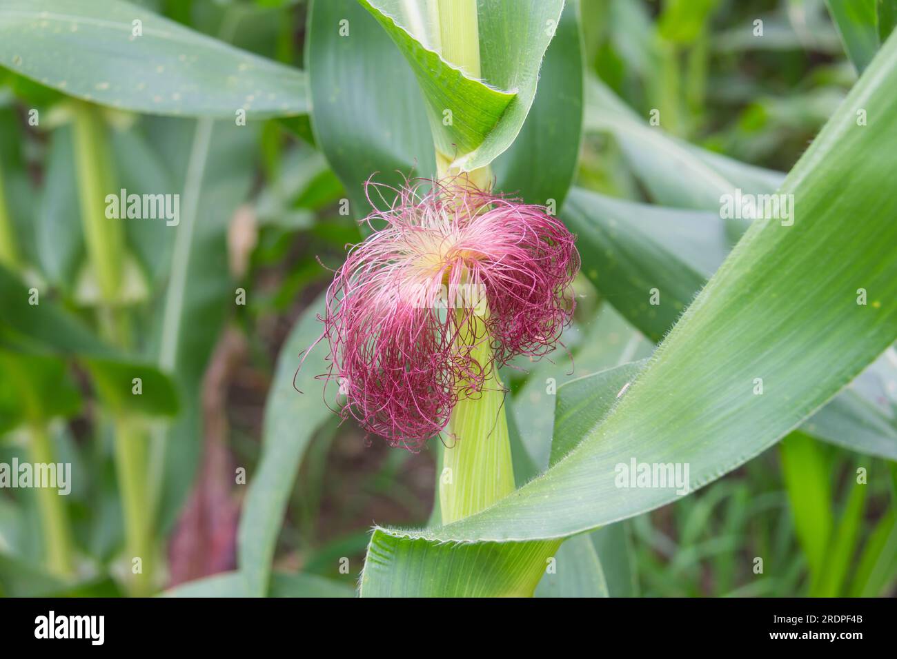 Le maïs doux dans le jardin Banque D'Images