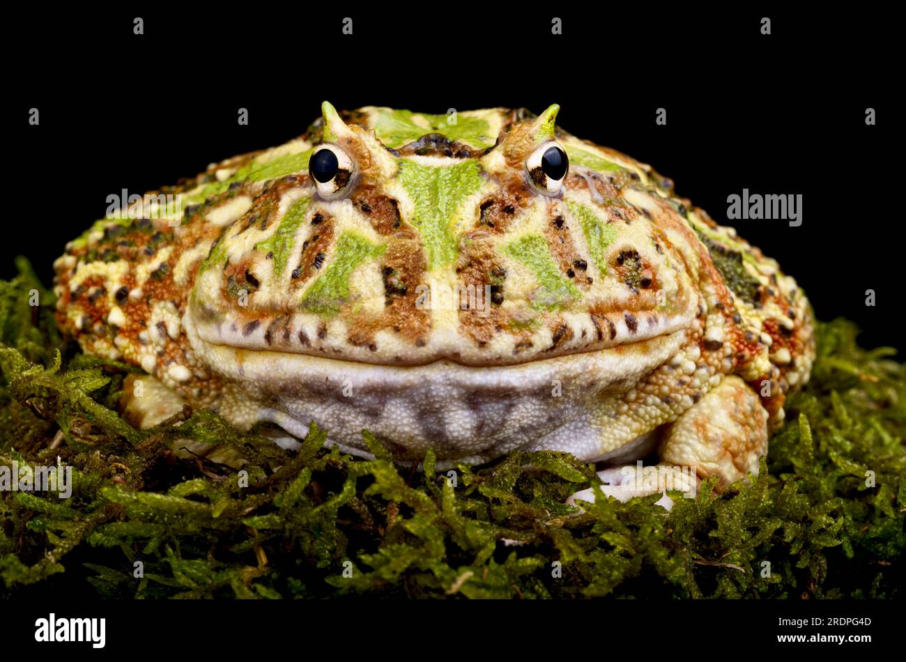 Grenouille à cornes (Ceratophrys cranwelli) Banque D'Images
