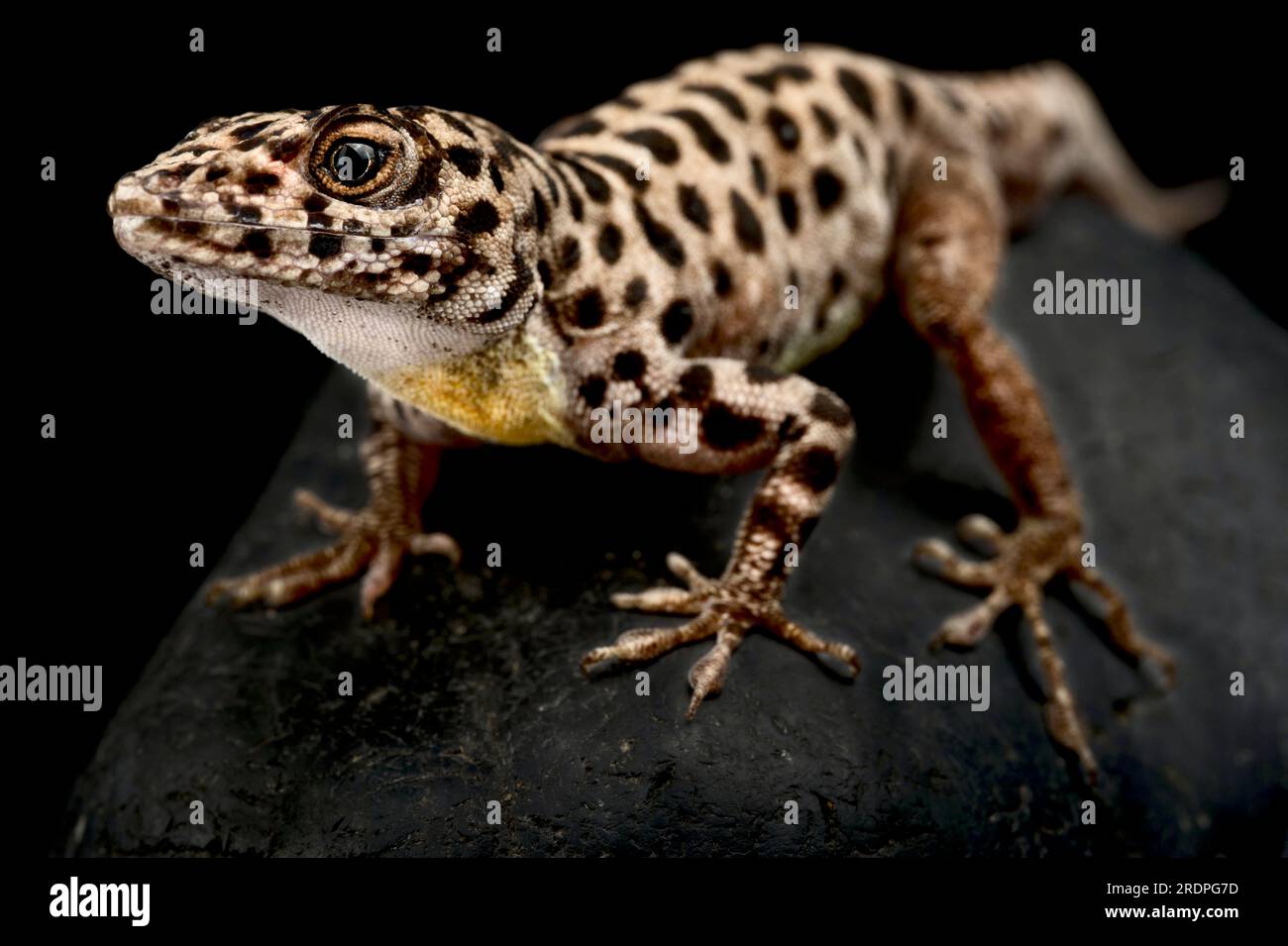 Saba Anole (Anolis sabanus) Banque D'Images
