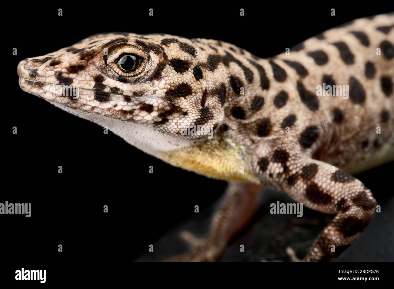 Saba Anole (Anolis sabanus) Banque D'Images